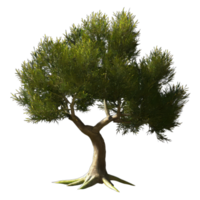 ai generado aceituna árbol aislado en transparente antecedentes png