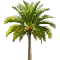 ai gegenereerd palm boom geïsoleerd Aan transparant achtergrond png