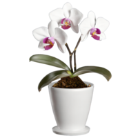 ai gerado orquídea Panela isolado em transparente fundo png