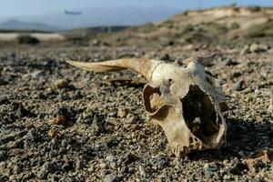 a skull with horns on top of a rock photo