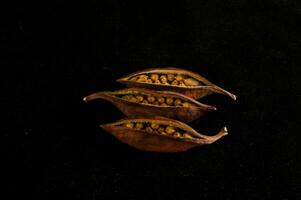 three seeds of a nut on a black background photo