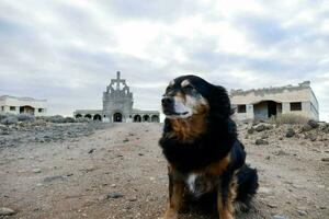 a dog sits in front of an abandoned church photo