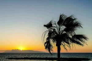 a palm tree is silhouetted against the sunset photo