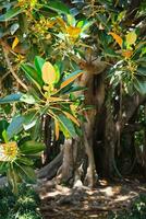 Ficus macrophylla leaves and fruit close up photo