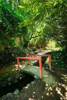 Chinese style bridge in asian part of tropical botanical garden in Lisbon, Portugal photo