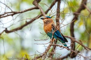 indio rodillo pájaro en un árbol cerca arriba foto