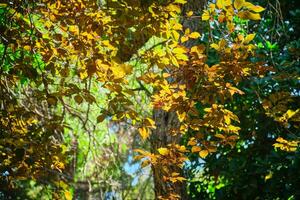 Sun lit leaves in forest background texture photo