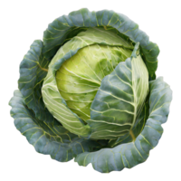 AI generated cabbage isolated on transparent background png