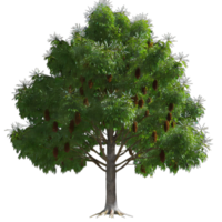 AI generated American chestnut tree isolated on transparent background png