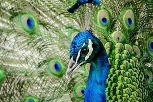 a peacock with its feathers spread out photo