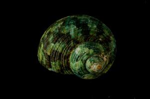 a green shell with a black background photo