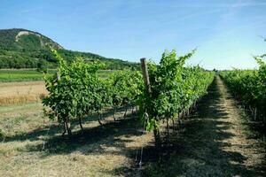 rows of vines in a vineyard photo