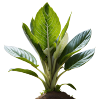 AI generated plant with leaves spring isolated on transparent background png