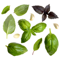 AI generated Fresh basil leaves isolated on transparent background png