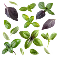 AI generated Fresh basil leaves isolated on transparent background png