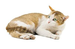 Indian Beautiful Domestic Cat on White Background photo