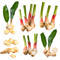 AI generated Fresh galangal sliced isolated on transparent background png