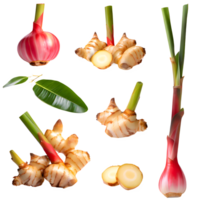 AI generated Fresh galangal sliced isolated on transparent background png