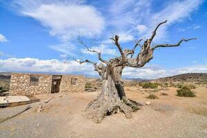 an old dead tree in the desert with a building in the background photo