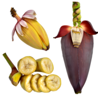 AI generated banana blossoms isolated on transparent background png