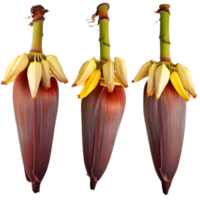 AI generated banana blossoms isolated on transparent background png