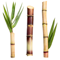 AI generated Sugarcane isolated on transparent background png