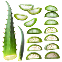 AI generated Aloe vera sliced isolated on transparent background png