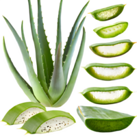 ai generiert Aloe vera geschnitten isoliert auf transparent Hintergrund png