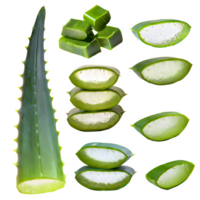 AI generated Aloe vera sliced isolated on transparent background png