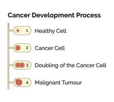 Cancer Cell Development Process Science Design Vector Illustration Diagram