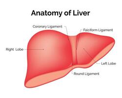 Anatomy of Liver Science Design Vector Illustration Diagra,