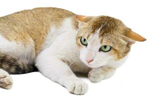 Indian Beautiful Domestic Cat on White Background photo