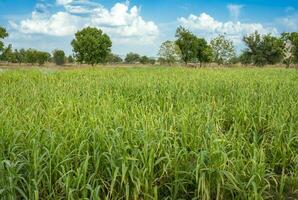 Pearl Millet Field in Rajasthan India photo