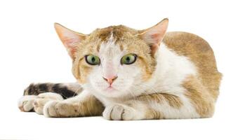 Indian Beautiful Domestic Cat on White Background photo