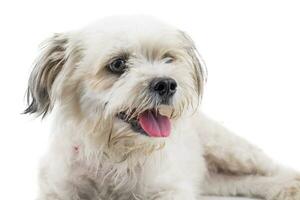 Maltese Canine Puppy Dog on White Background photo