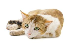 Indian Beautiful Domestic Cat on White Background photo