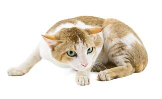 Indian Beautiful Domestic Cat on White Background photo