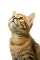 AI generated Playful funny kitten looking up isolated on a white background. AI Generated photo