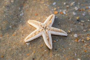 starfish lie on the sandy beach of ocean photo