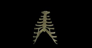 Sternum and ribs structure bone of a human skeleton in rotation video