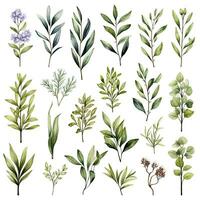 AI generated Collection of watercolor herbs clipart on white background. AI Generated photo