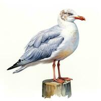 AI generated Watercolor seagull isolated on white background. AI Generated photo