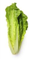 AI generated Lettuce isolated on white background. AI Generated photo