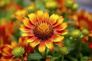 AI generated Gaillardia or Blanket Flower. Bright and Colorful Shades of Warm Tones. AI Generated photo