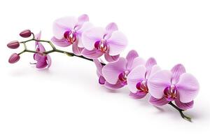 AI generated Pink Orchid isolated on white background. AI Generated photo