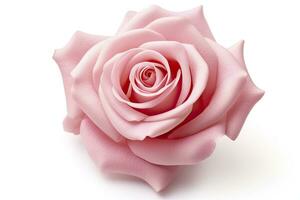 AI generated Pink rose isolated on white background. AI Generated photo