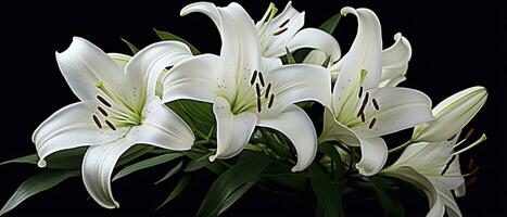 AI generated White lily flowers on black background. AI Generated photo