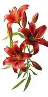 AI generated Red Lilies isolated on white background. AI Generated photo