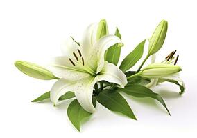 AI generated Beautiful fresh lily flower with green leaves, isolated on white background. AI Generated photo