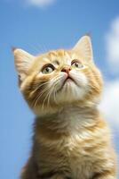 AI generated Playful funny kitten looking up,. AI Generated. photo